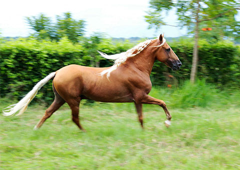 Caballo