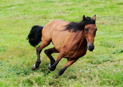 Caballo en el potrero